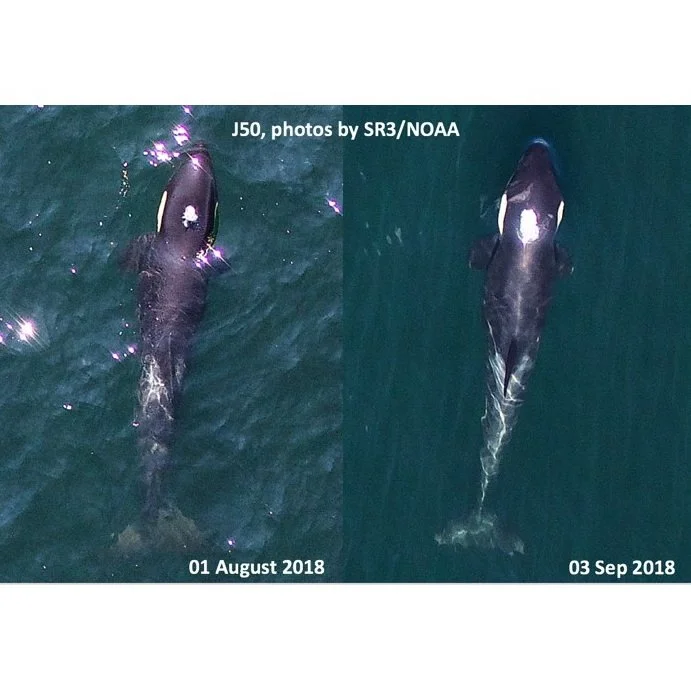 Monitoring the Condition of an Ailing Southern Resident Killer Whale, J50