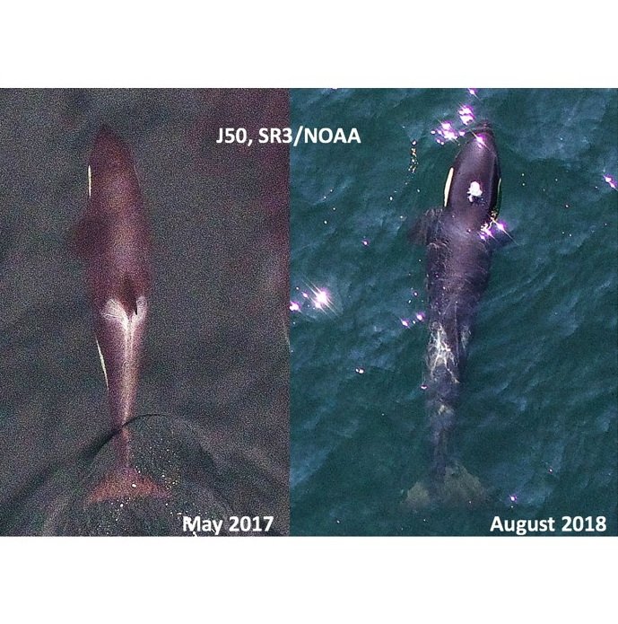 Southern Resident Killer Whale Health Update