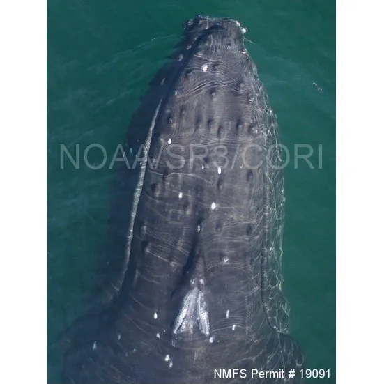 San Juan Island Whale Health Assessment - Part 2