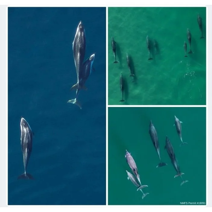 Southern California Cetacean Assessment Update