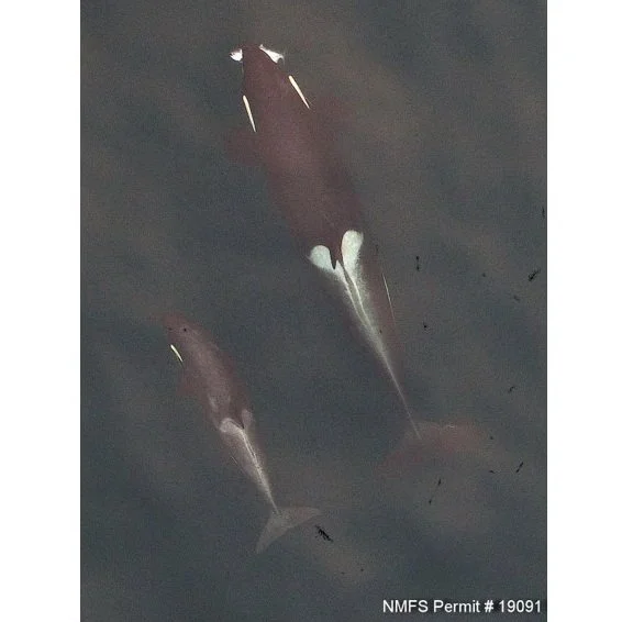 Dr. Fearnbach Checks in From the San Juan Islands with a Southern Resident Killer Whale Update