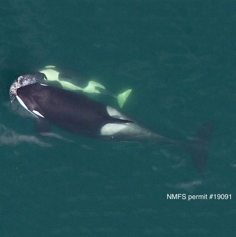 Dr. Fearnbach’s San Juan Island Update, Week 3