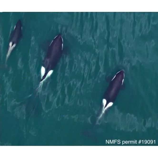 Dr. Fearnbach’s San Juan Island Update, Week 2