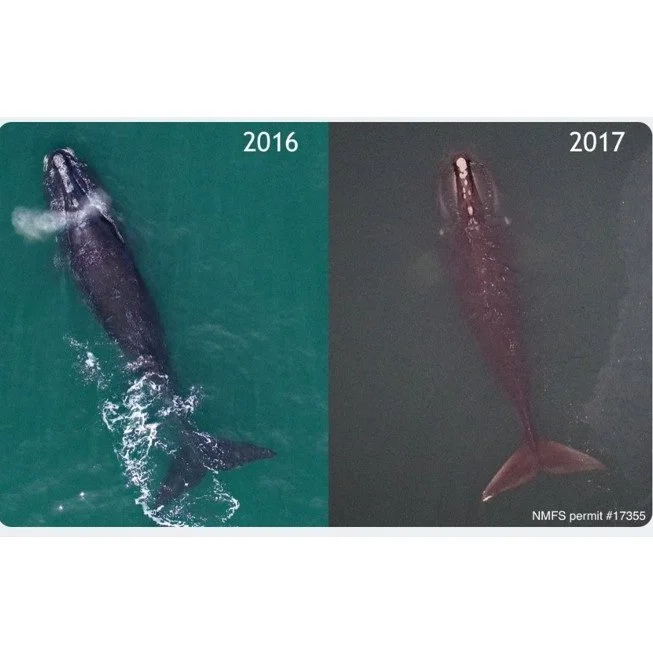 Final Update from Dr. Fearnbach in Cape Cod Bay