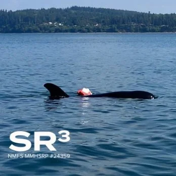 SR3 Responds to Entangled Killer Whale