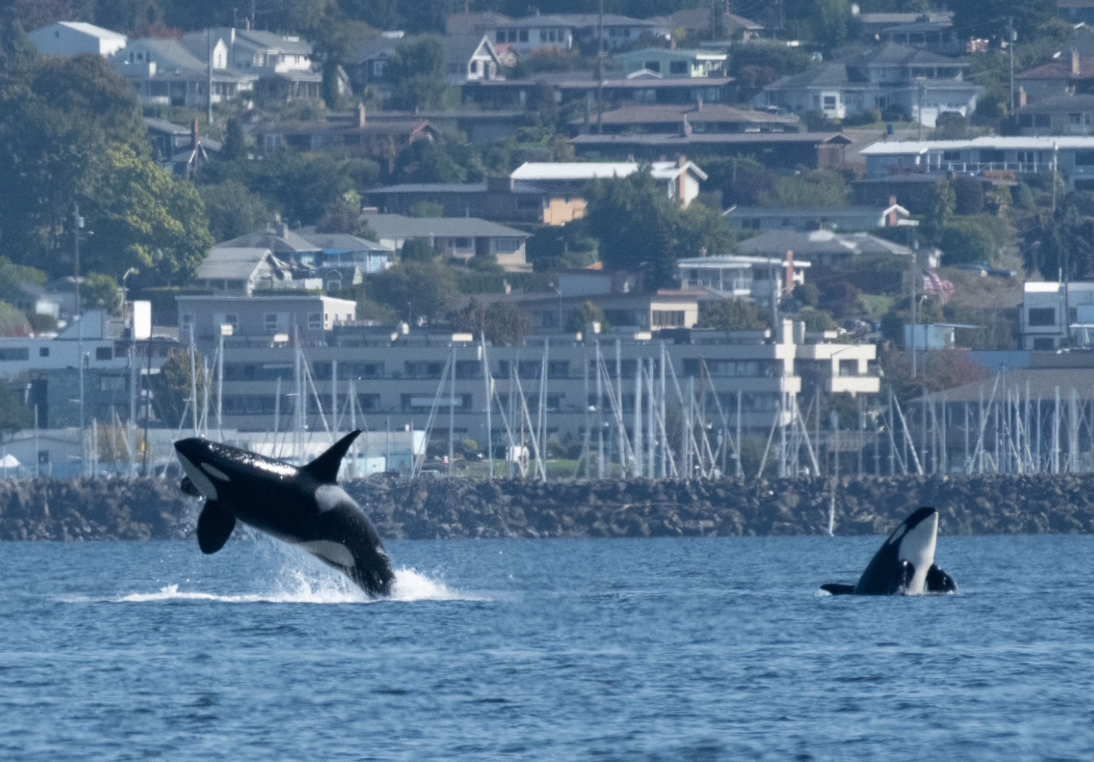 Celebrating Five Years of SeaLife Rescue