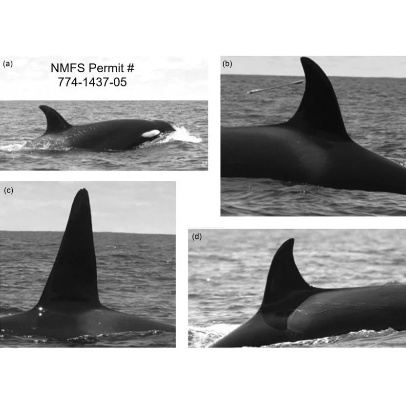 Killer whales preying on blue whale calf: genetics, morphometrics, vocalisations and group composition
