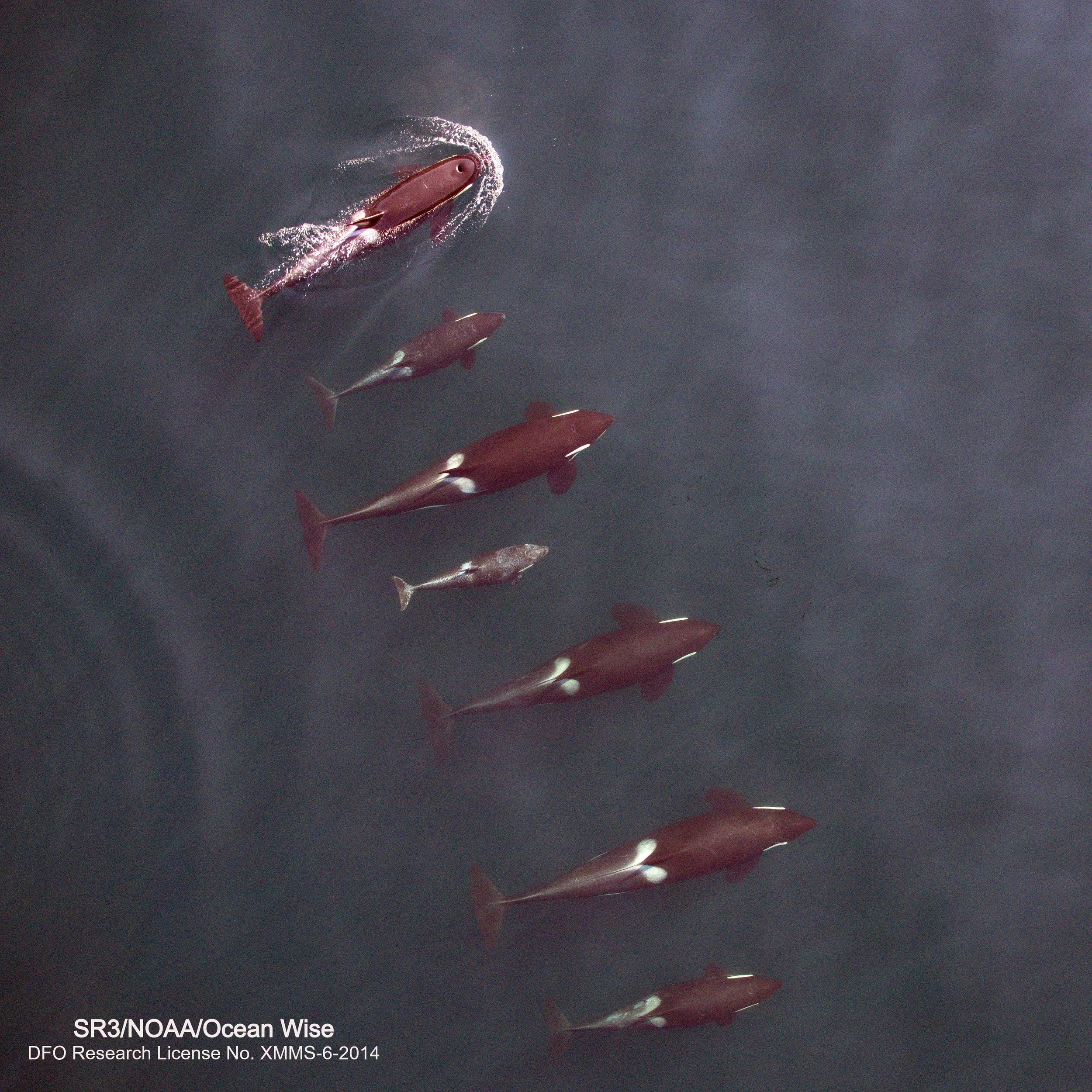 Costs of maternal care revealed through body condition in Northern Resident killer whales