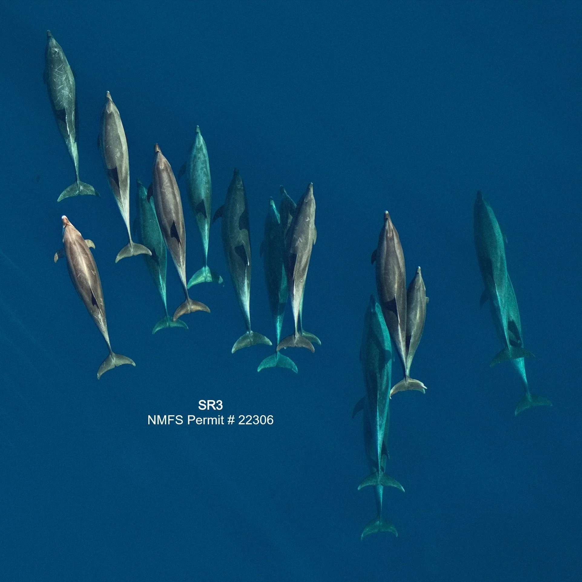 Estimating genetic diversity of abundant oceanic dolphins through repeated environmental DNA sampling