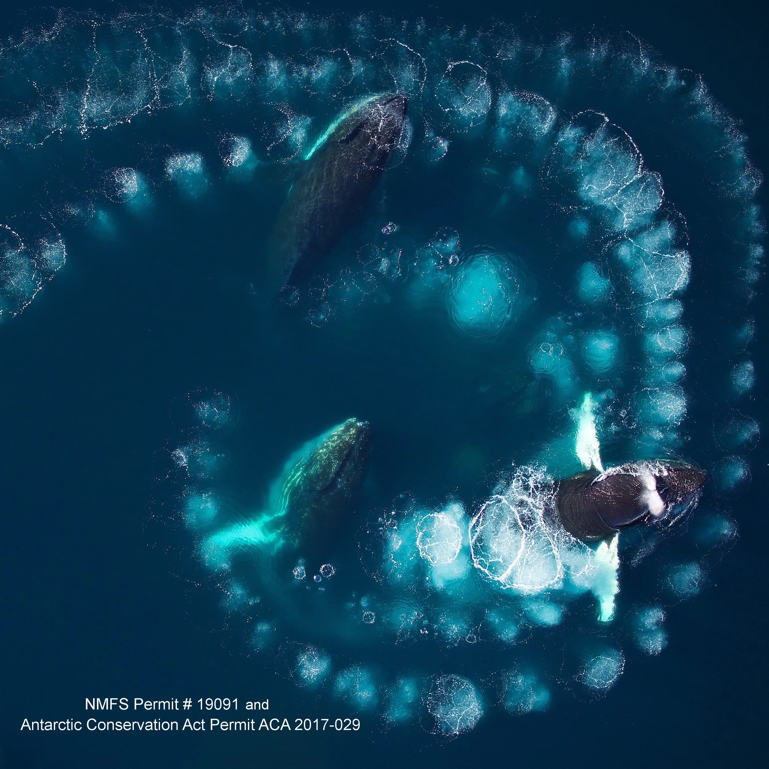 Scaling of maneuvering performance in baleen whales: larger whales outperform