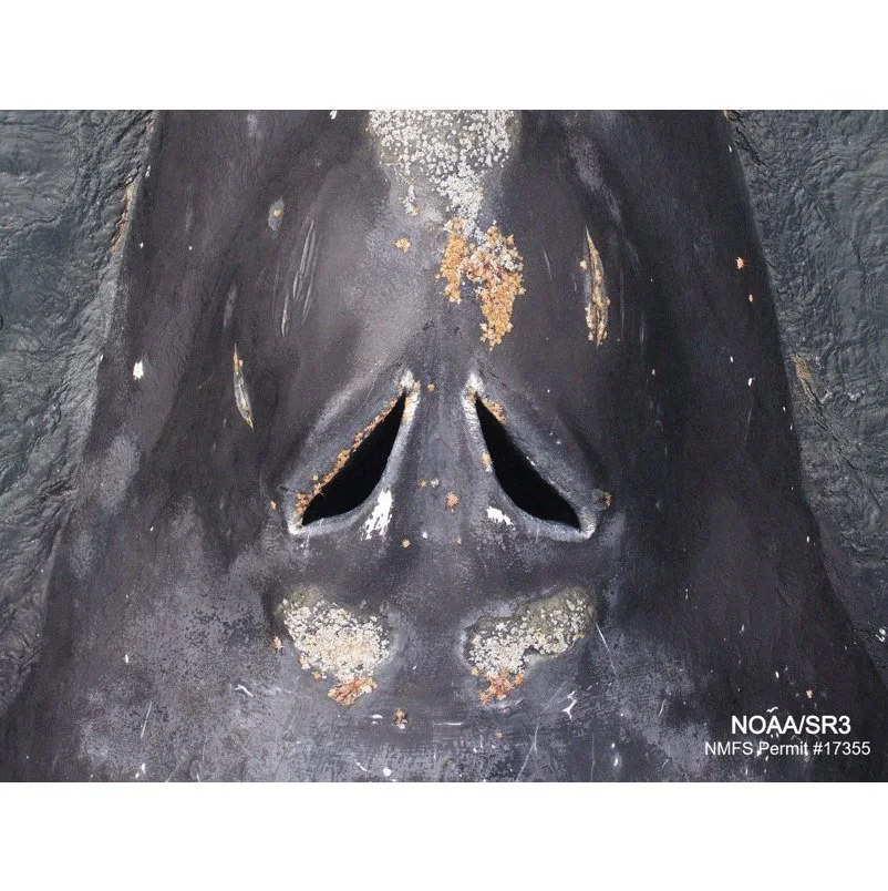 Morphology of nares associated with stereo-olfaction in baleen whales