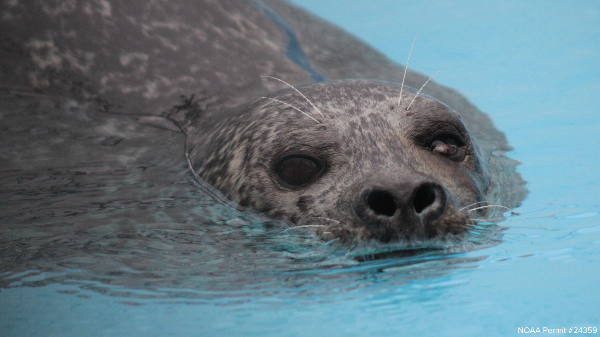 Another Seal Lost from Human Violence