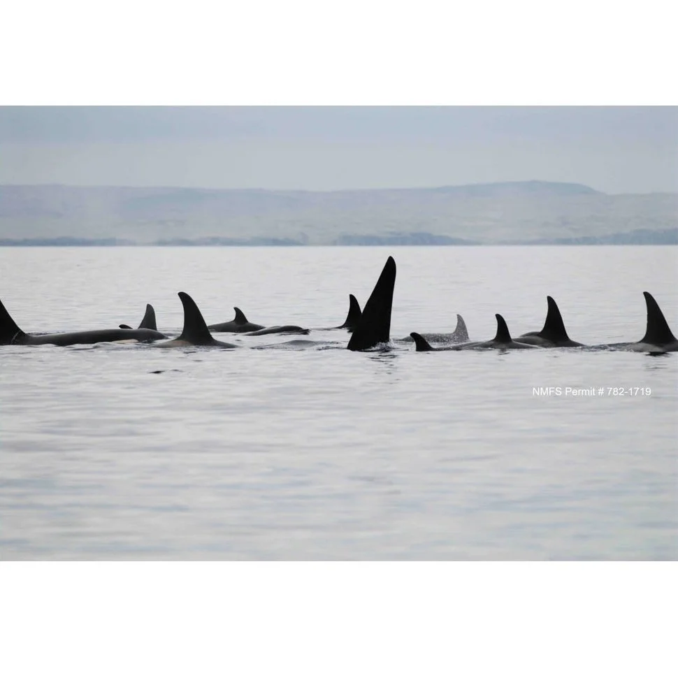 Spatial and social connectivity of fish-eating “Resident” killer whales in the North Pacific