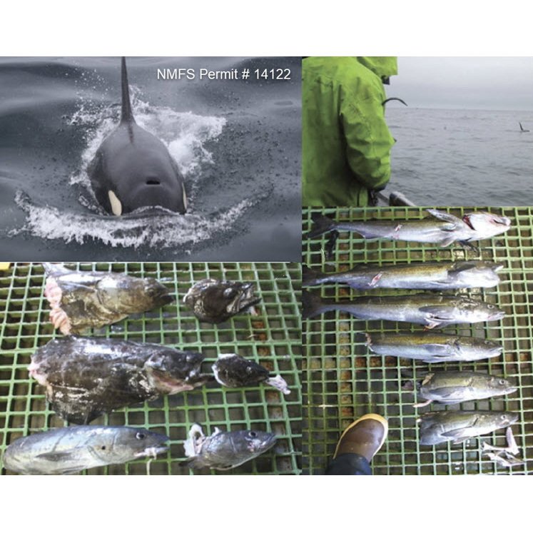 Killer whale depredation effects on catch rates of groundfish: Implications for commercial fisheries