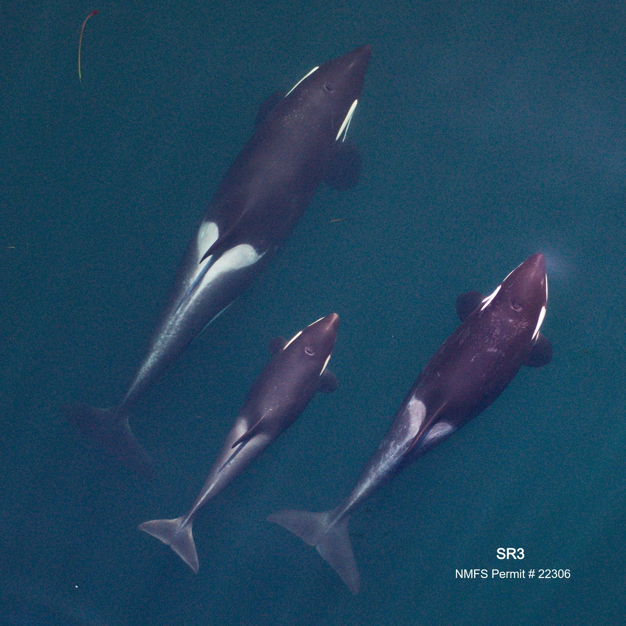 Size and growth trends in an endangered population of fish-eating killer whales