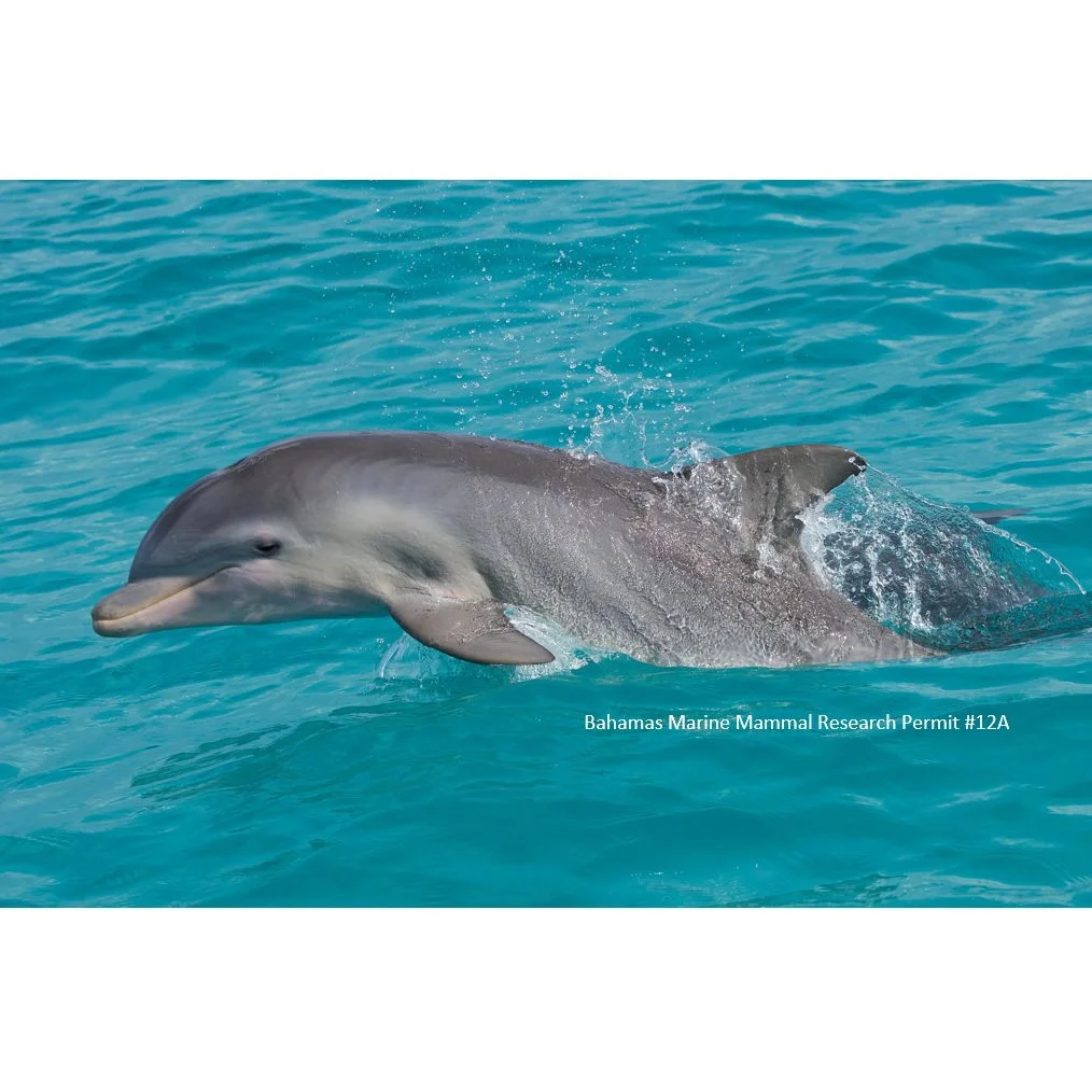 Calving seasonality and predation risk in an island population of bottlenose dolphins