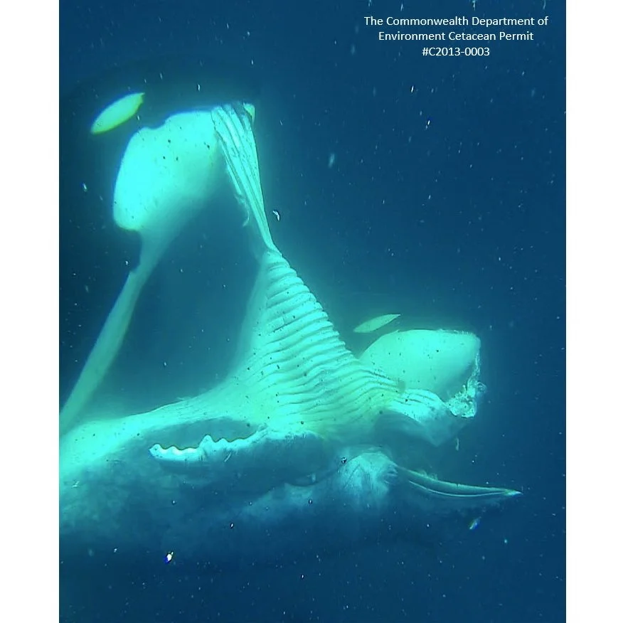 Prevalence and ecological implications of killer whale predation on humpback calves