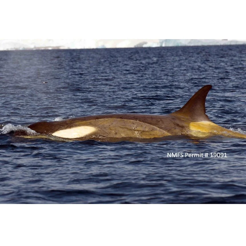 Characterising the microbiome from host shotgun sequencing data derived from whale skin