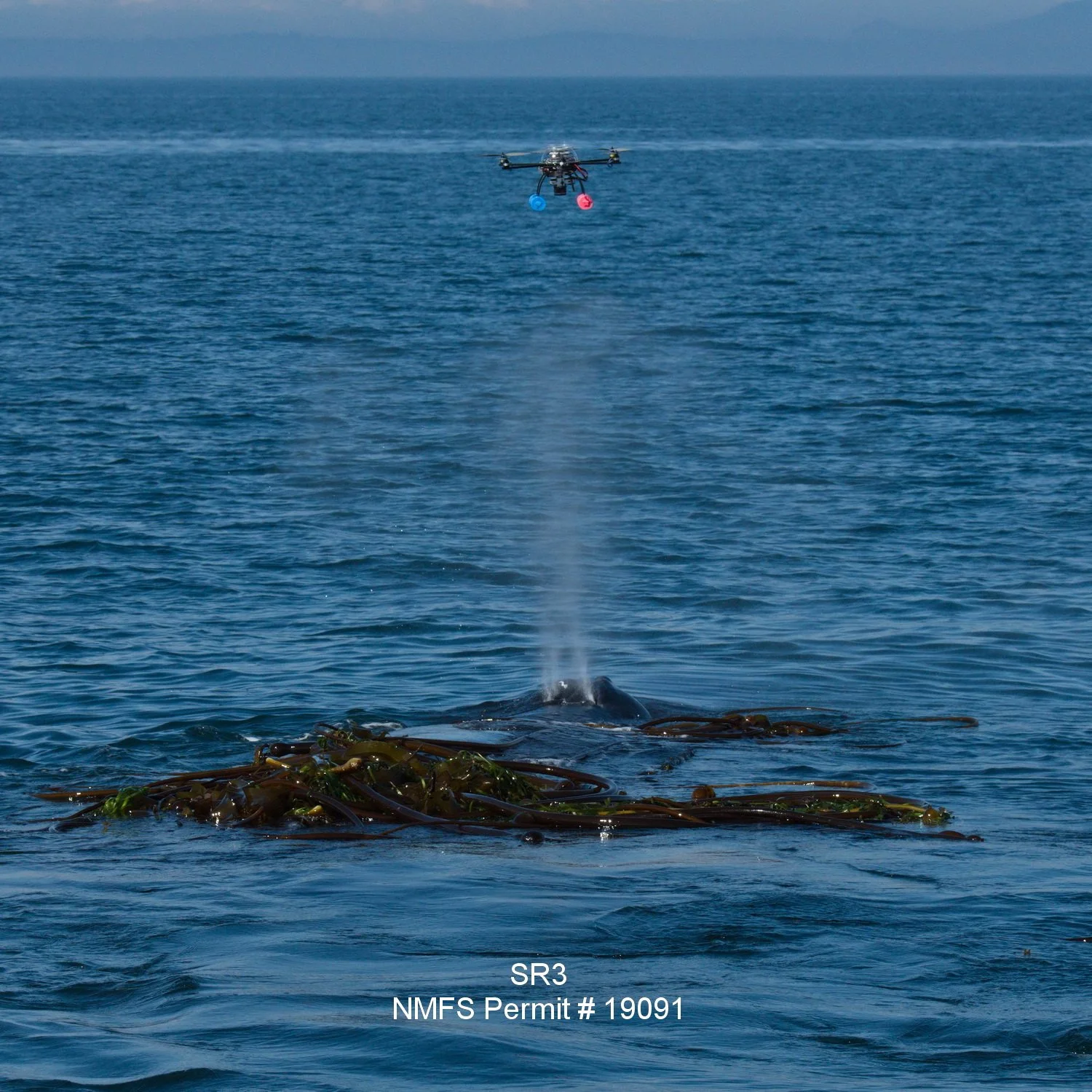 Drone-captured whale blow microbiome supports a framework for health monitoring