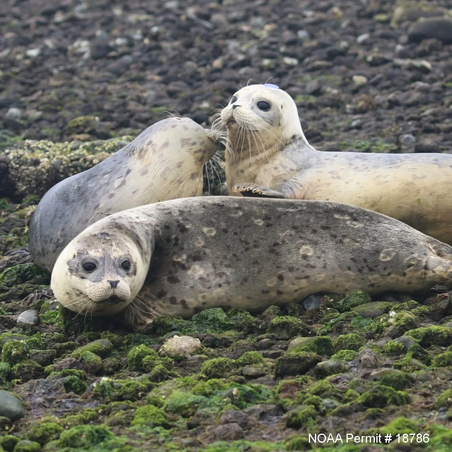 Leptospirosis in marine mammals: An in-depth look at an underexplored ecosystem
