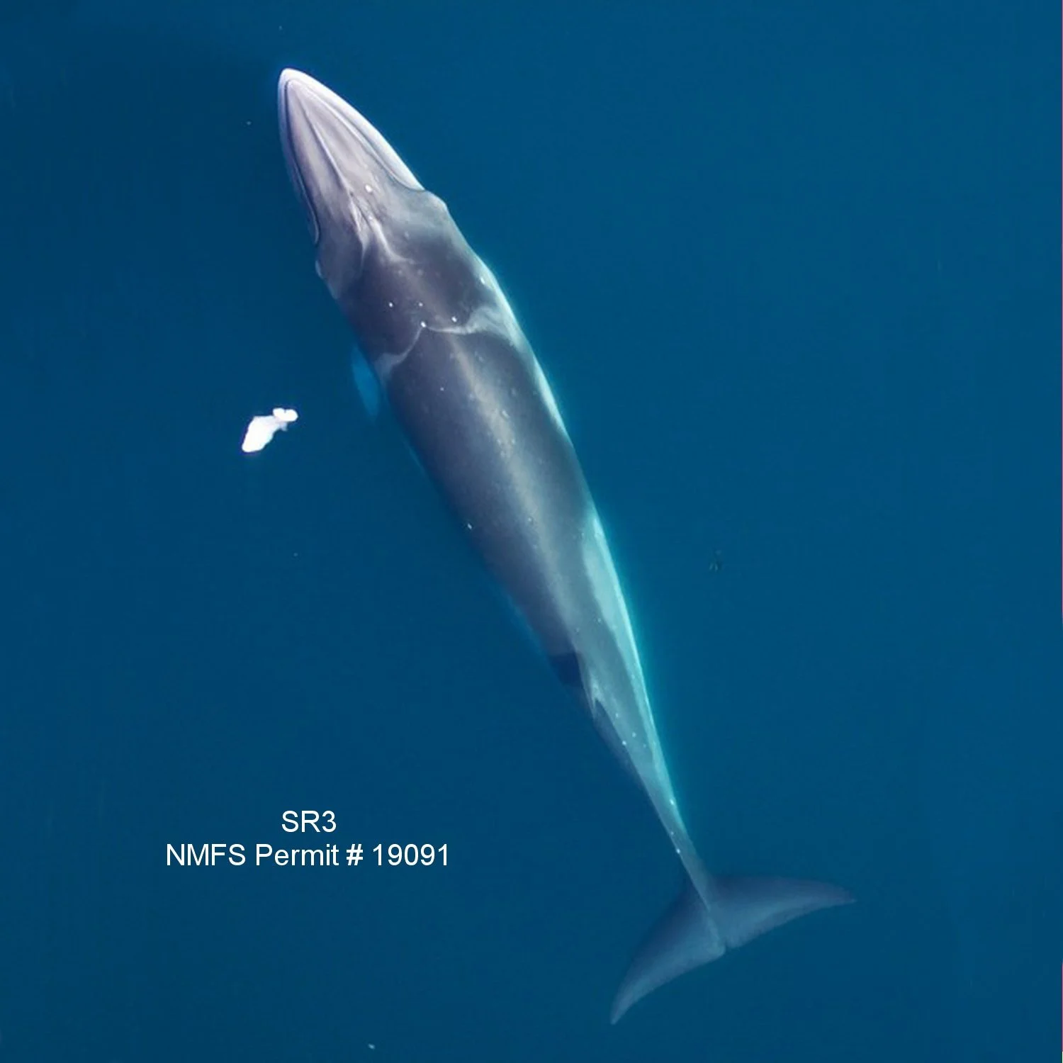 Demography of an ice-obligate mysticete in a region of rapid environmental change