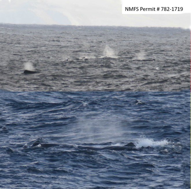 Winter observations of a group of female and immature sperm whales near the Aleutian Islands