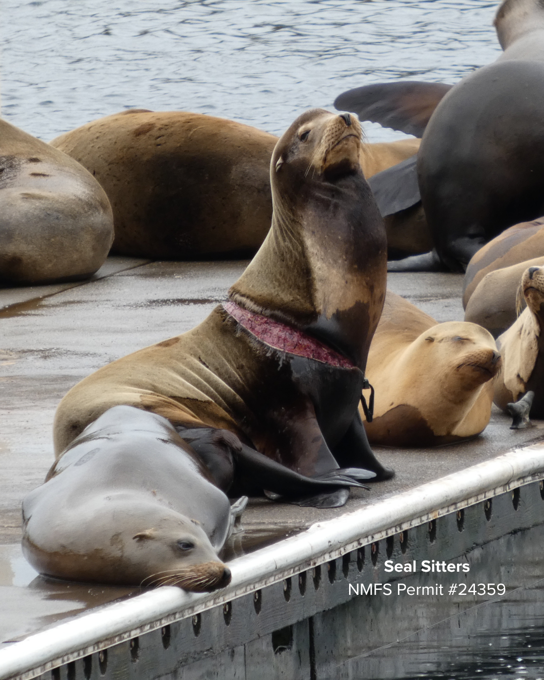 A Successful Disentanglement Effort in the Pacific Northwest