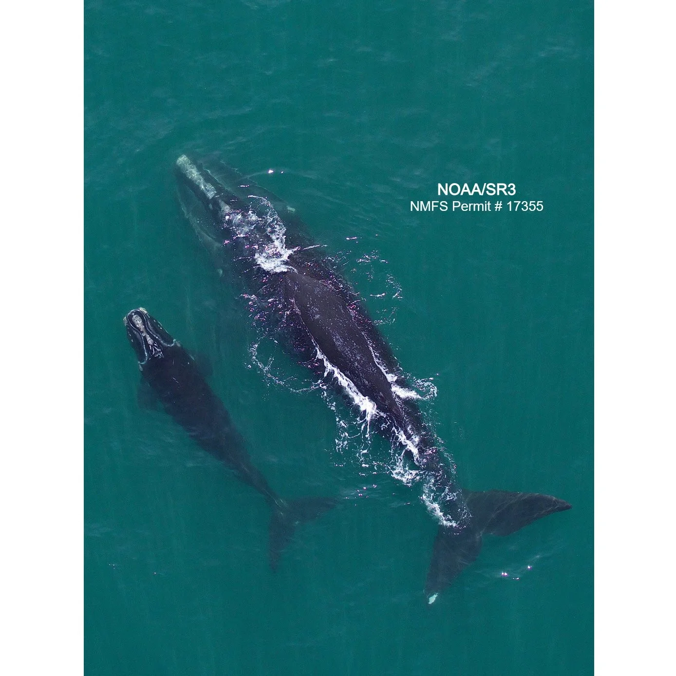 Decreasing body size is associated with reduced calving probability in right whales