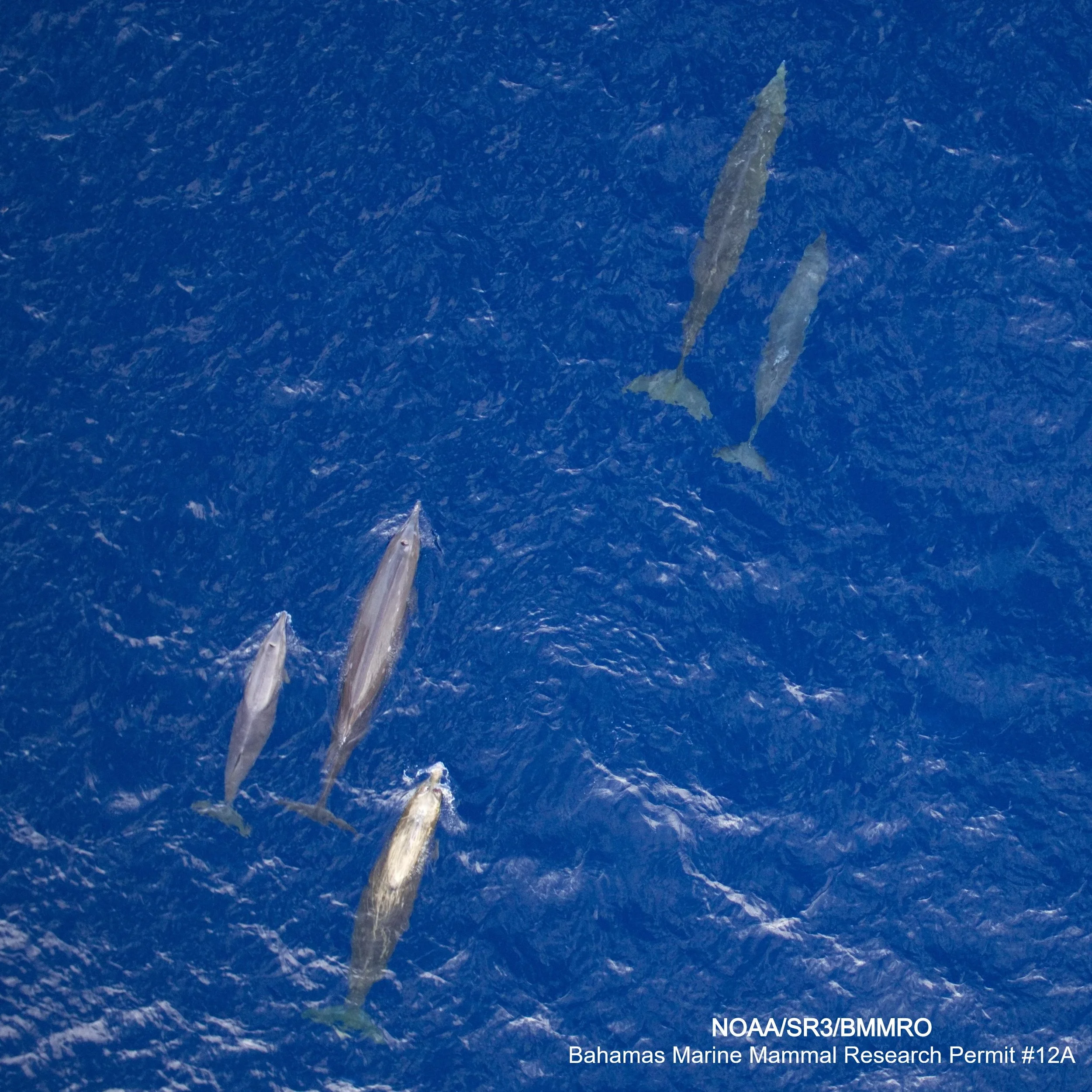 Behavioral responses of satellite-tagged Blainville’s beaked whales to mid-frequency sonar