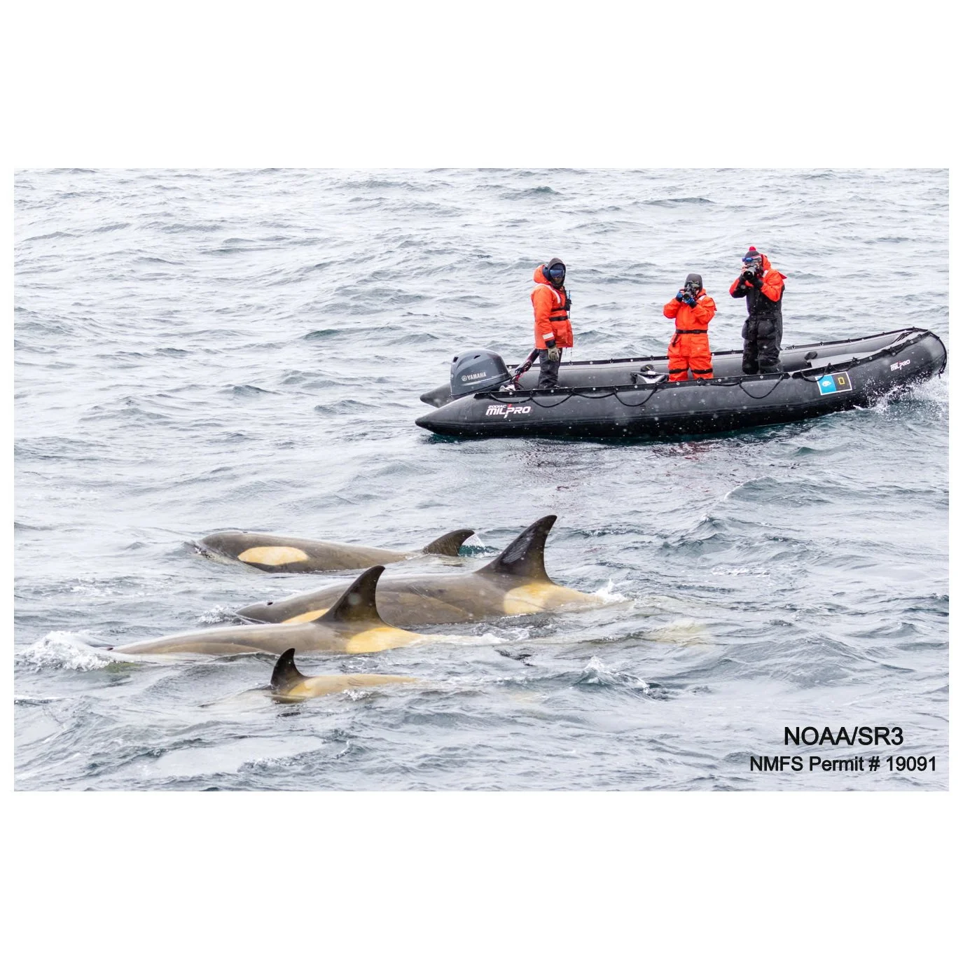 A decade of photo-identification reveals contrasting abundance and trends of Type B killer whales