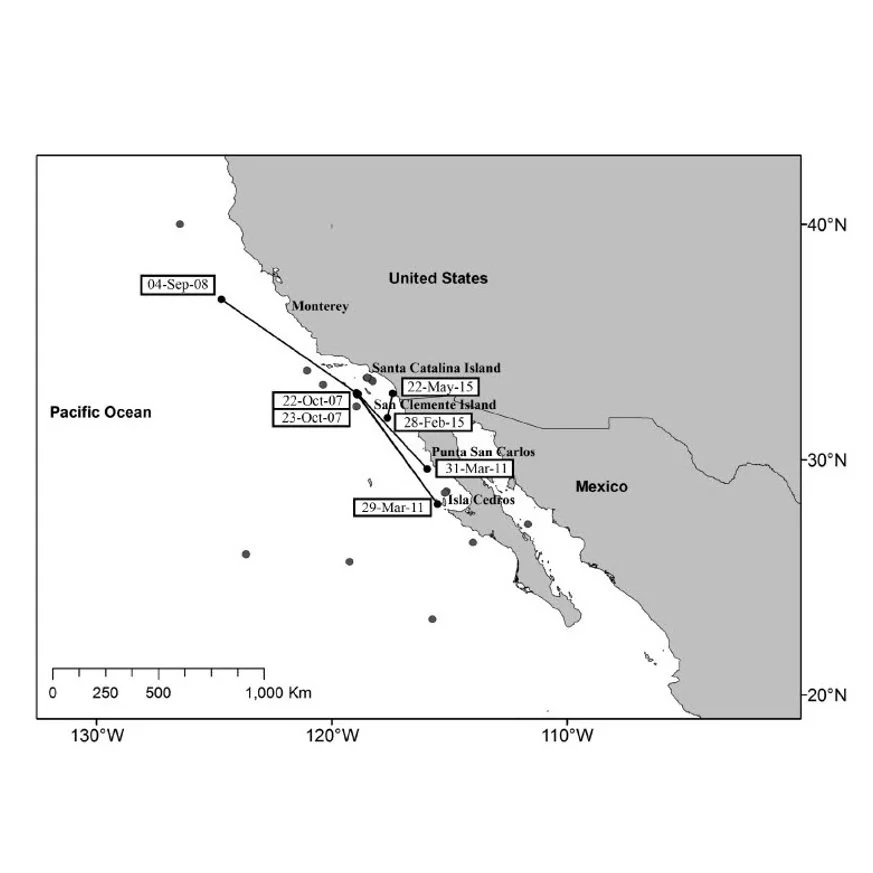 Movement and occurrence patterns of short-finned pilot whales in the North Pacific