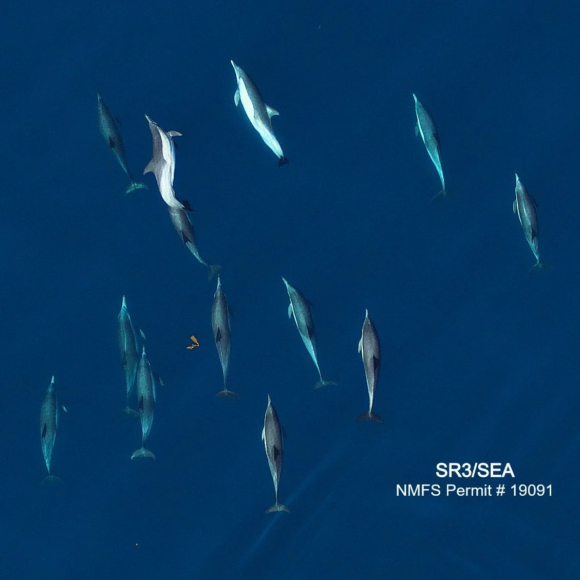 Seasonal differences in group composition of common dolphins off southern California