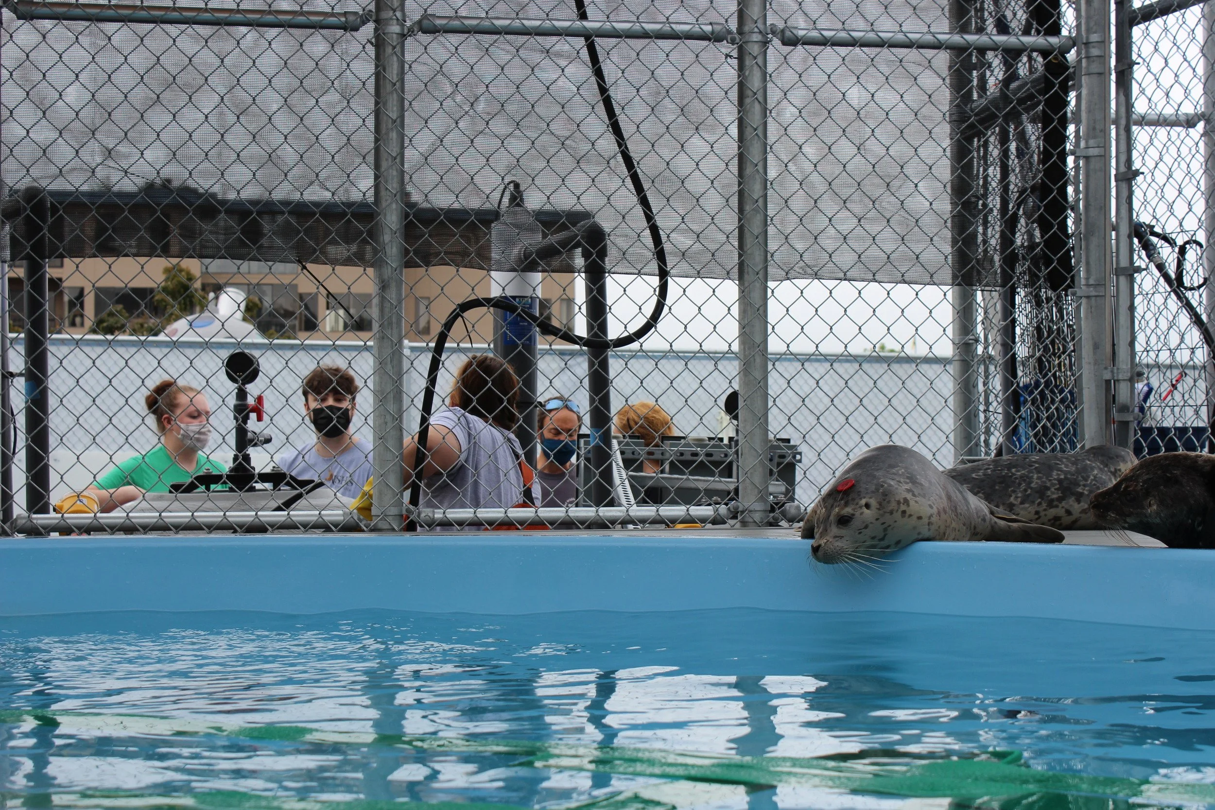 Our Team | SR3 | SeaLife Response + Rehabilitation + Research