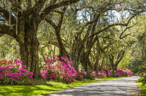 Who Is the Best Realtor in Summerville, SC? (And Why It Matters More in 2026)