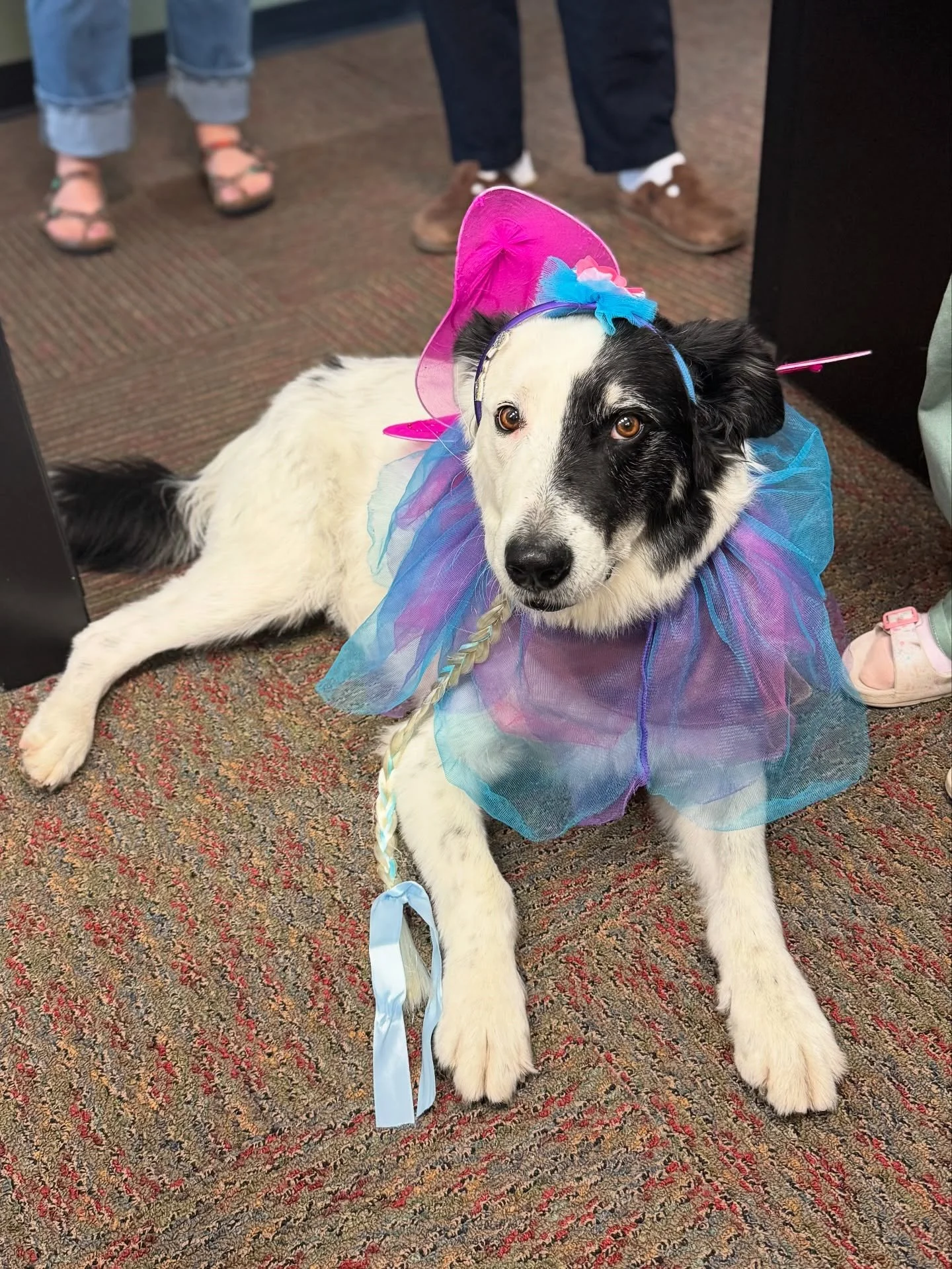 Boy was ecstatic to be dressed up as a beautiful fairy princess by his client today! 🧚&zwj;♂️🧝🏻&zwj;♀️👸🏻💓✨

#therapydog #dressedupdog #okotoks #okotokstherapy #okotokstherapist #okotokstherapydog #playtherapy