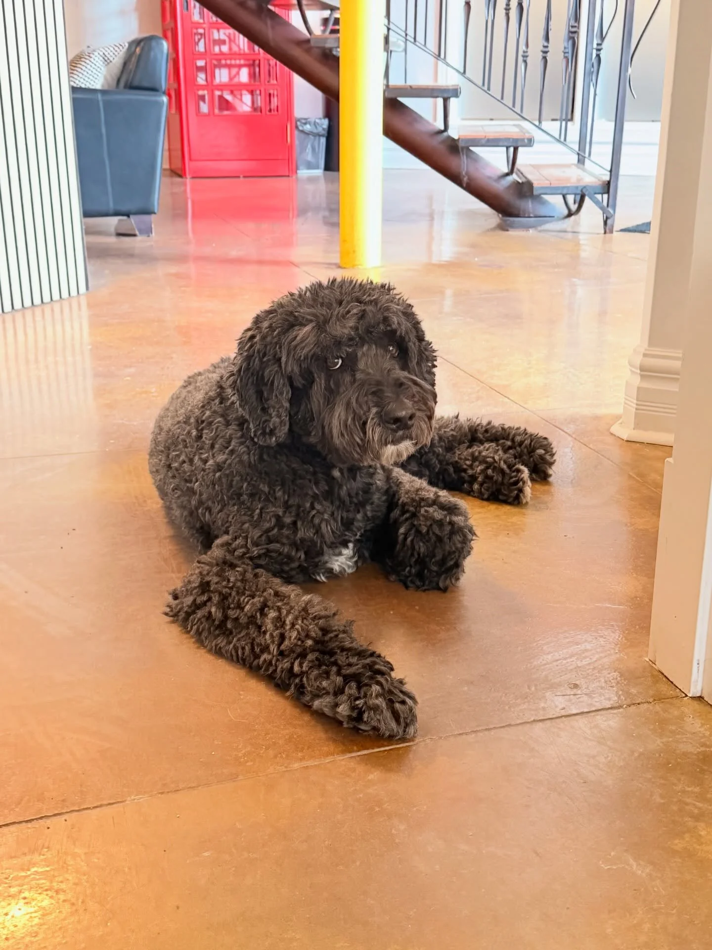 Tucker is waiting to greet you at the Inglewood Healing Hub! 🐾💛

Book in downtown with @kindredrootsdom to spend some time regulating with one of the cutest therapists in town 🐶