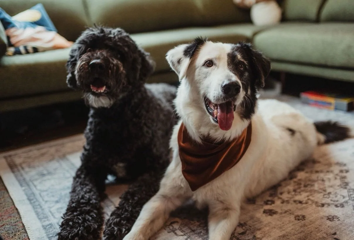 A moment for the men of Kindred Roots! 🐾✨

📸: @thirdphotography_calgary