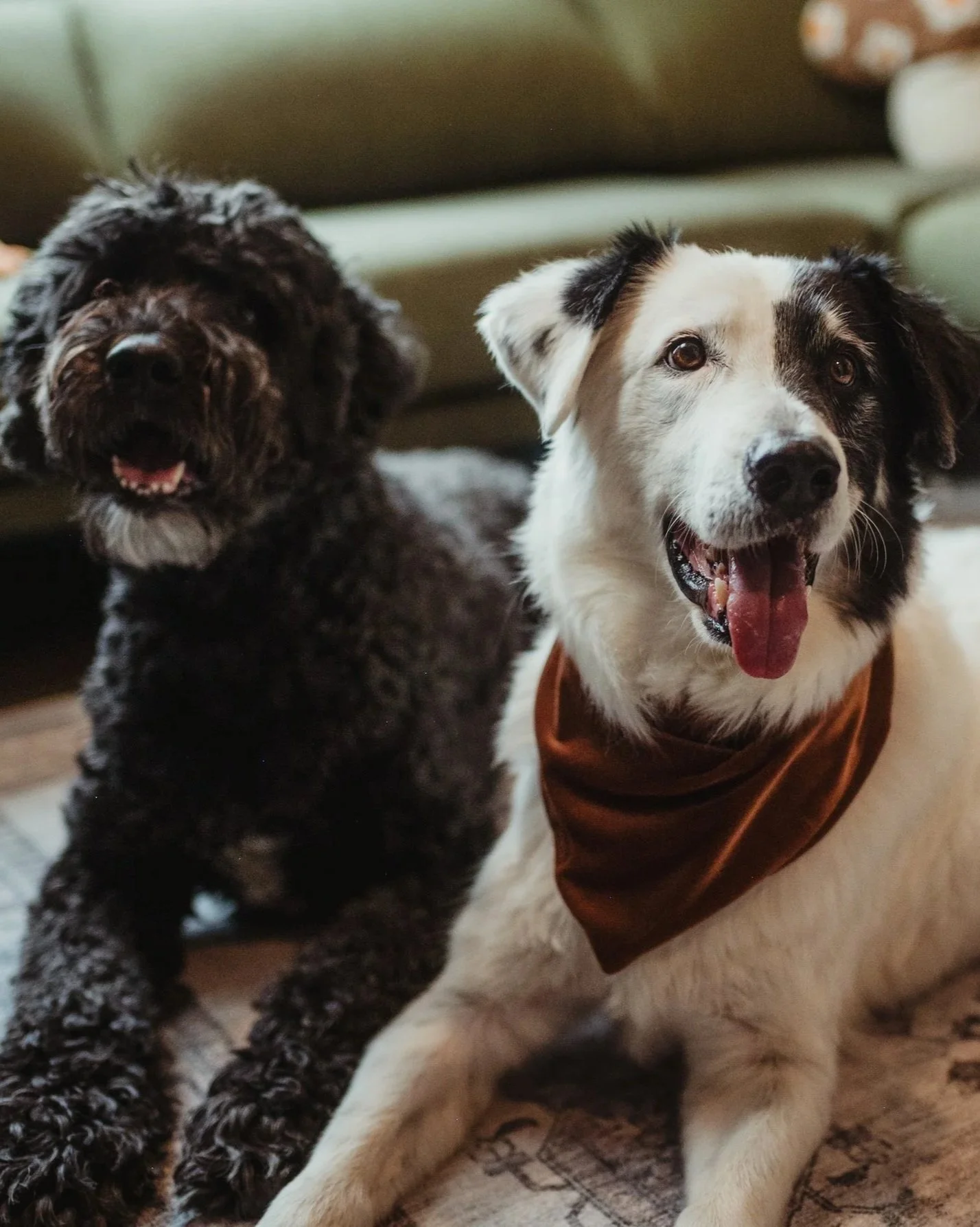Therapy dogs Boy Tucker Kindred Roots Therapy Okotoks Alberta
