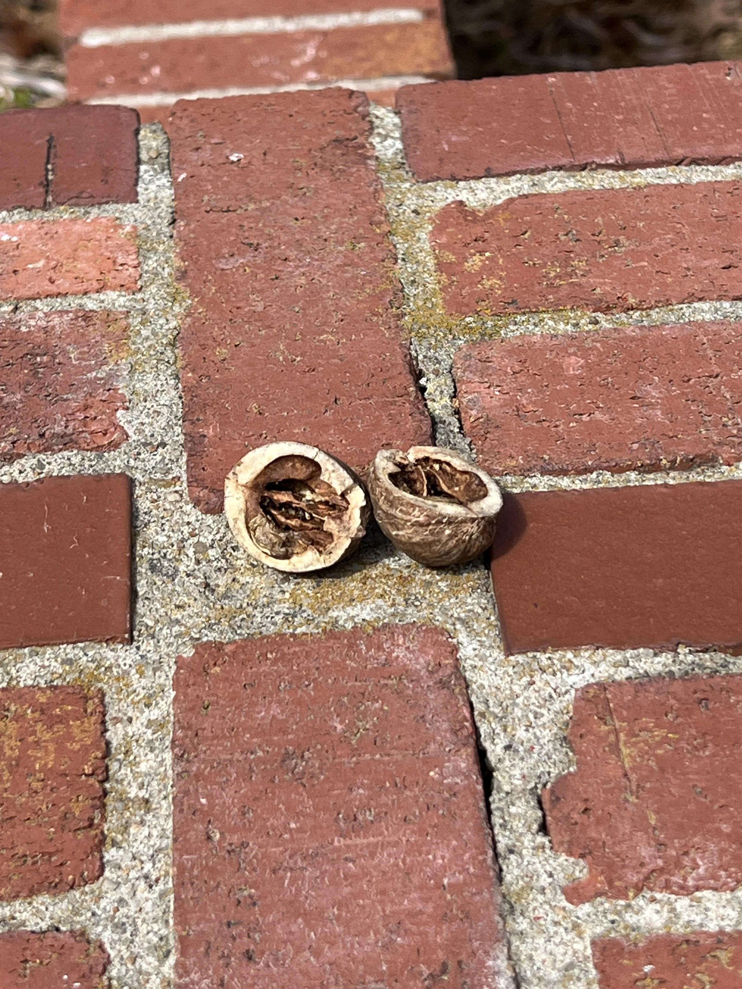 Like life, the hickory nut is tough. The squirrel is tougher. Be the squirrel