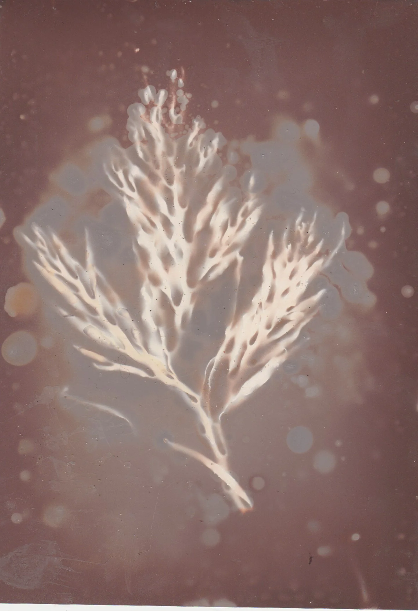 Cyanotype by Martha Cattell advertising Scarborough Photo Social