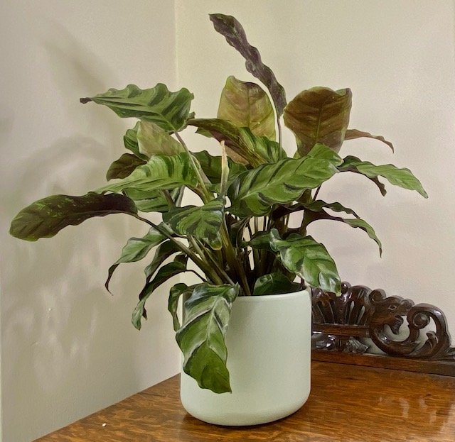 Calathea lietzei 'Greenstar'