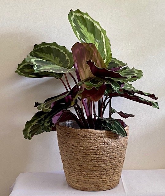 Calathea roseopicta 'Medallion'