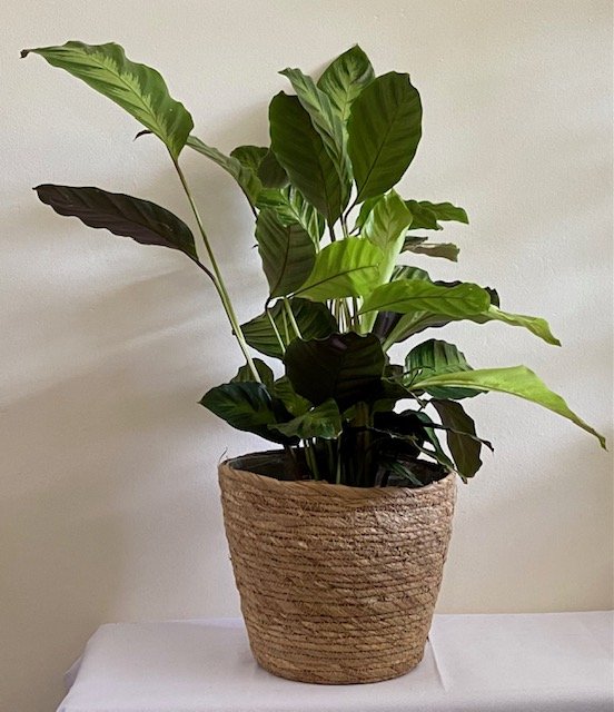 Calathea louisae 'Misto'