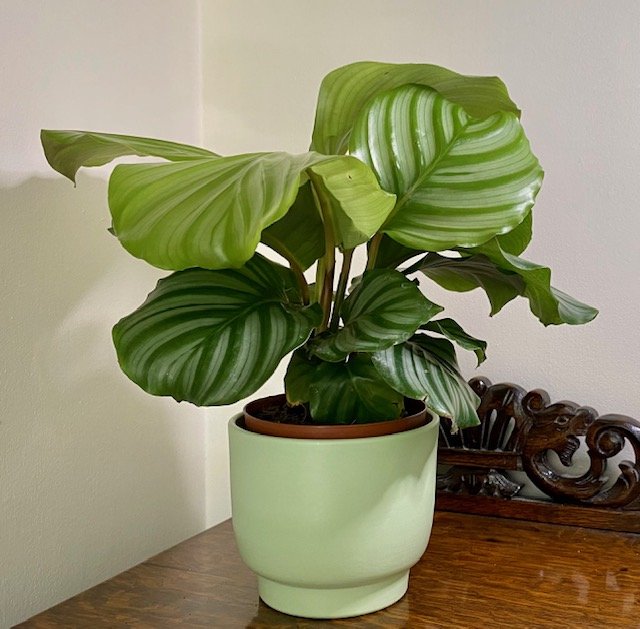 Calathea orbifolia