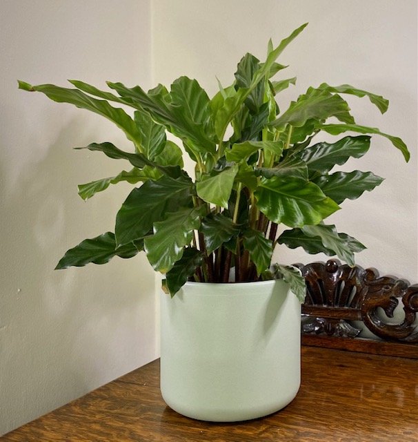 Calathea rufibarba