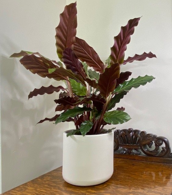 Calathea rufibarba 'Tropistar'