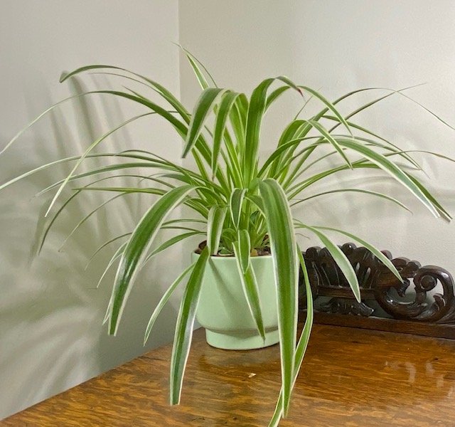 Chlorophytum comosum
