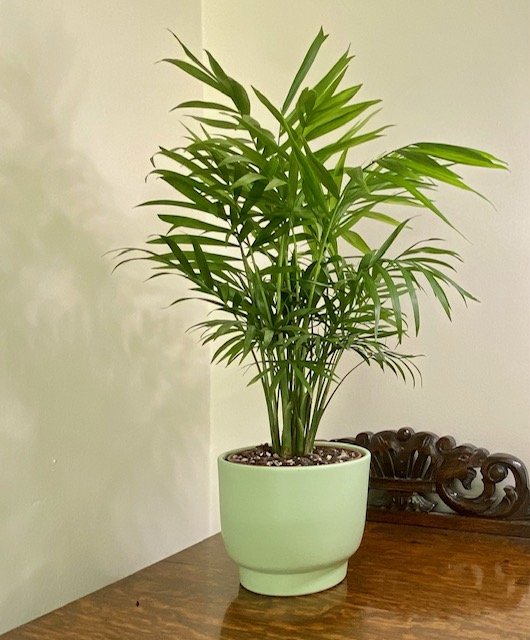 Chamaedorea elegans