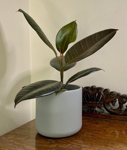 Ficus elastica abidjan