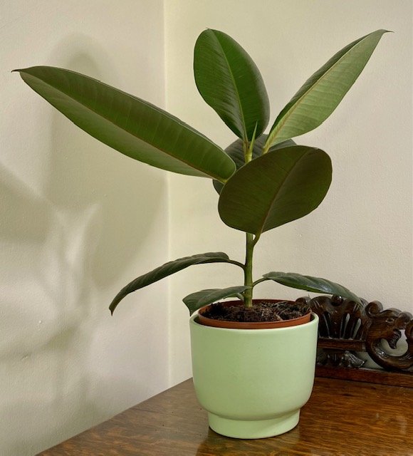 Ficus elastica robusta